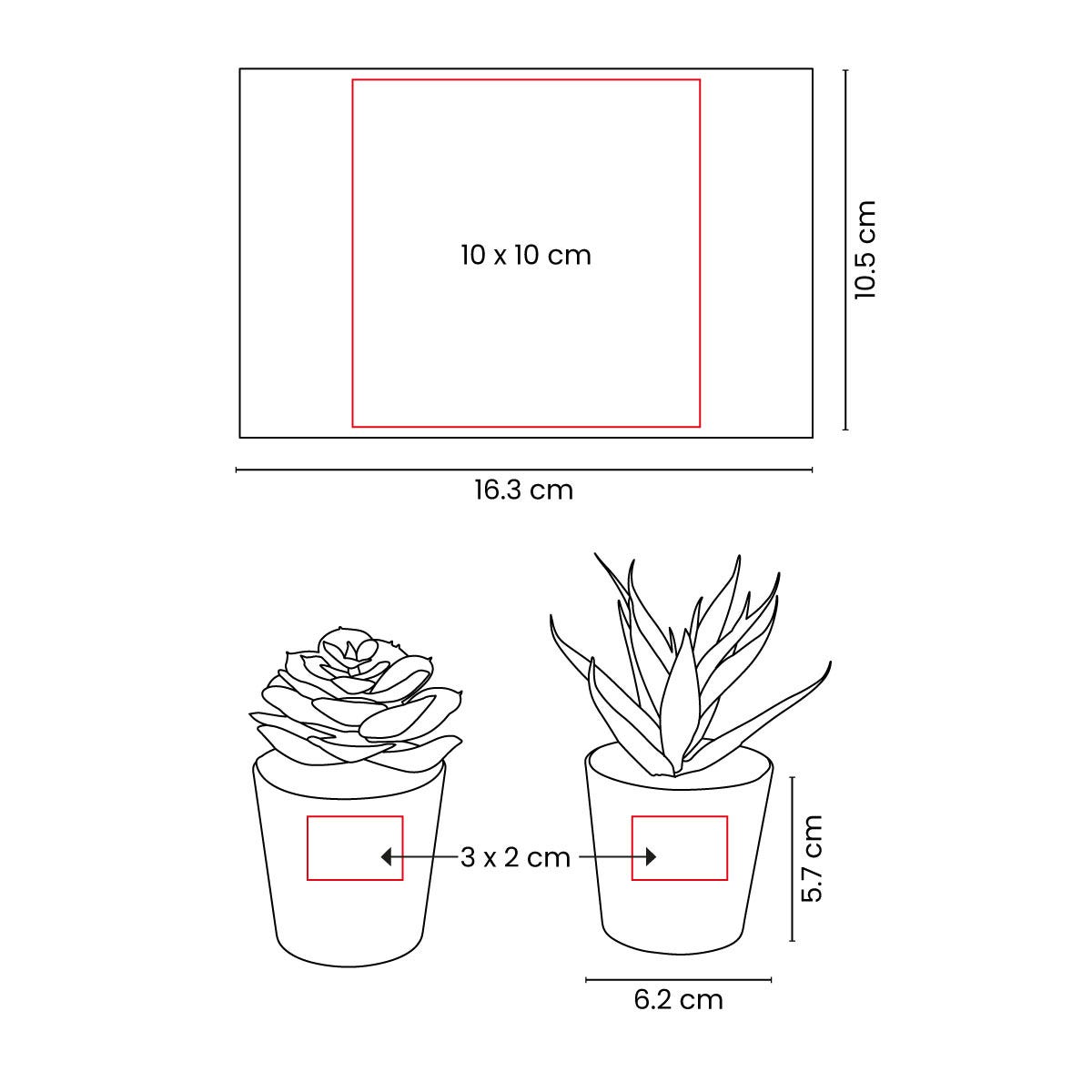 Set de Plantas Aliso vista 5